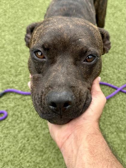 Enlarge Baby Begonia, a Adoptable mixed breed in Wichita, KS image 2/3