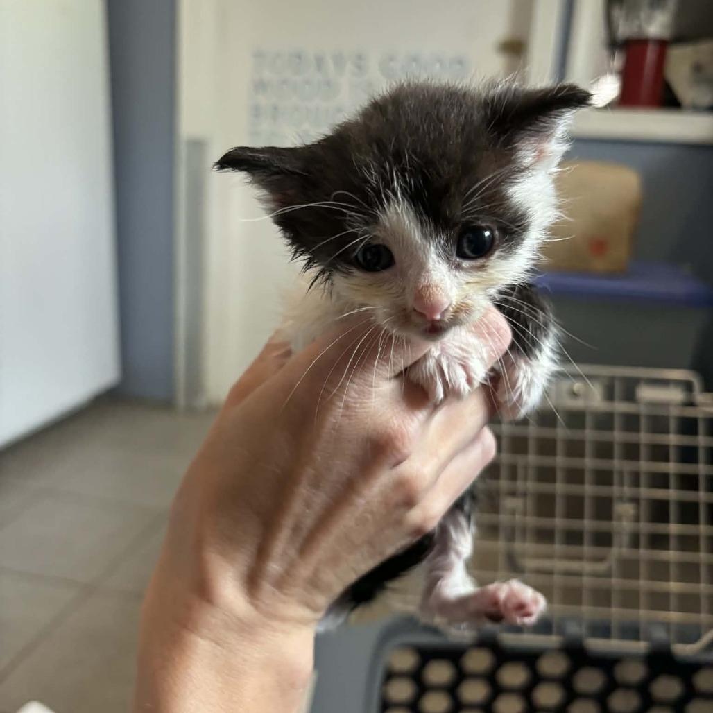 Enlarge Cricket 2264, a Adoptable Domestic Short Hair in Kansas City, MO image 3/4