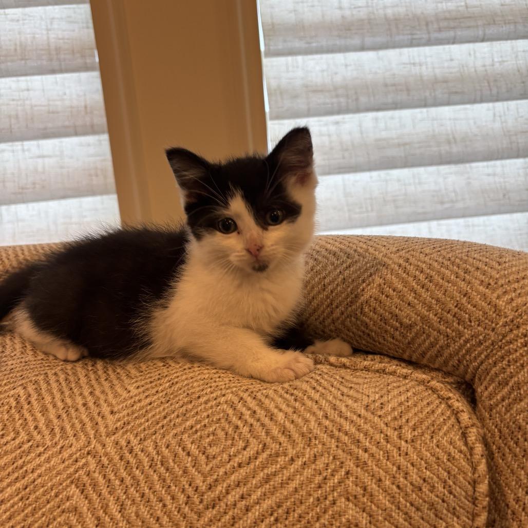 Enlarge Cricket 2264, a Adoptable Domestic Short Hair in Kansas City, MO image 4/4