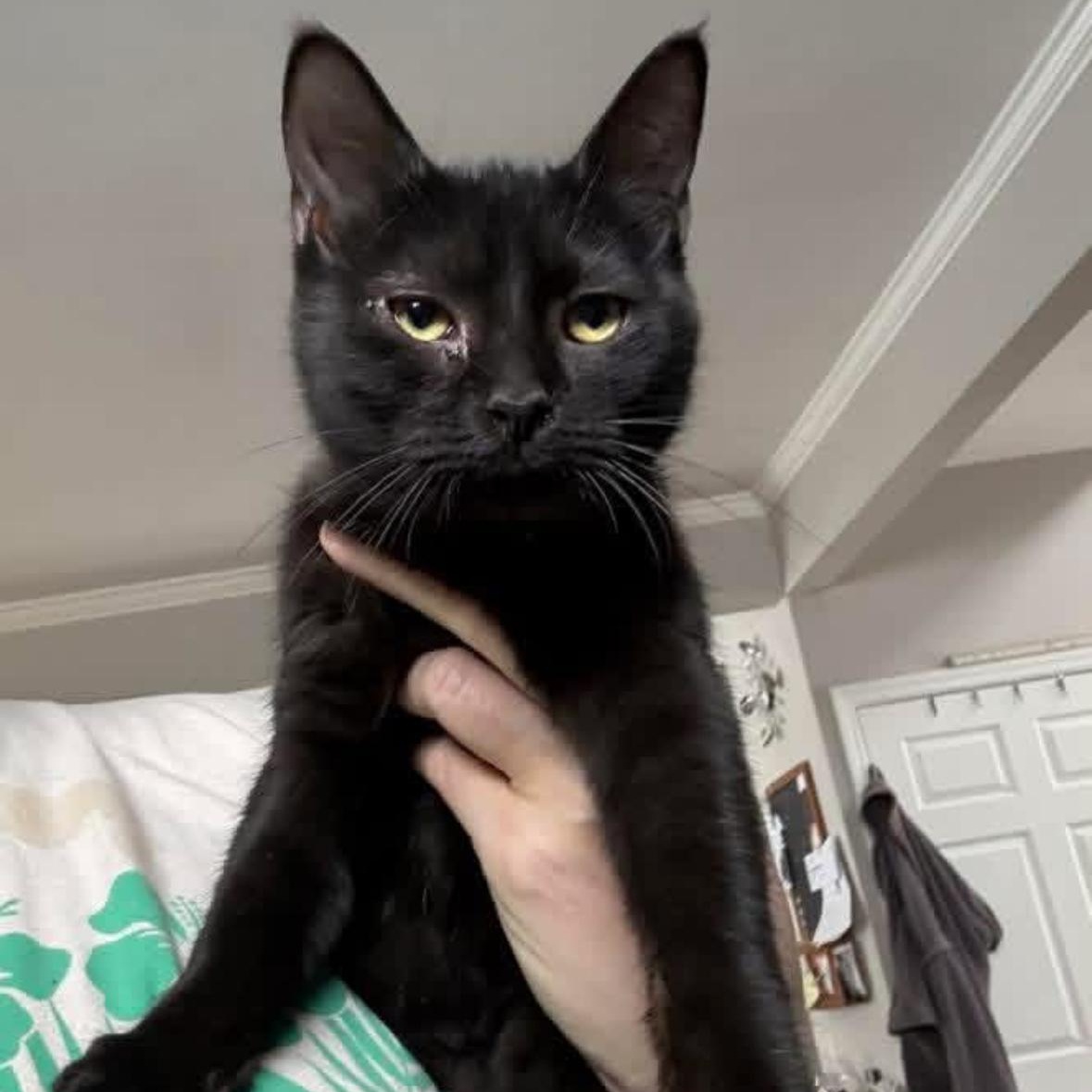 Enlarge Gin Rickey , a ADOPTABLE Domestic Short Hair in Flint, MI image 1/1