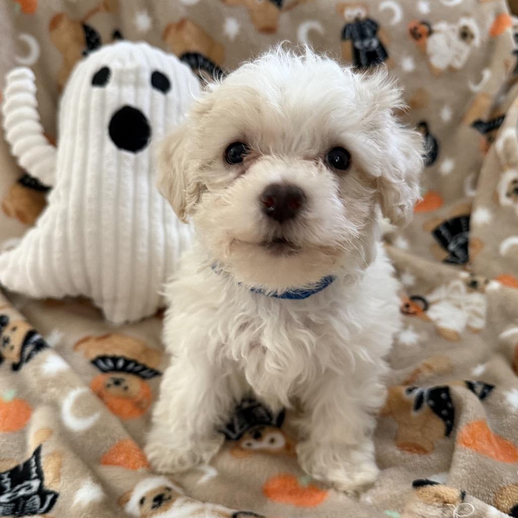 Enlarge Boo, a Adoptable mixed breed in Las Vegas, NV image 1/1
