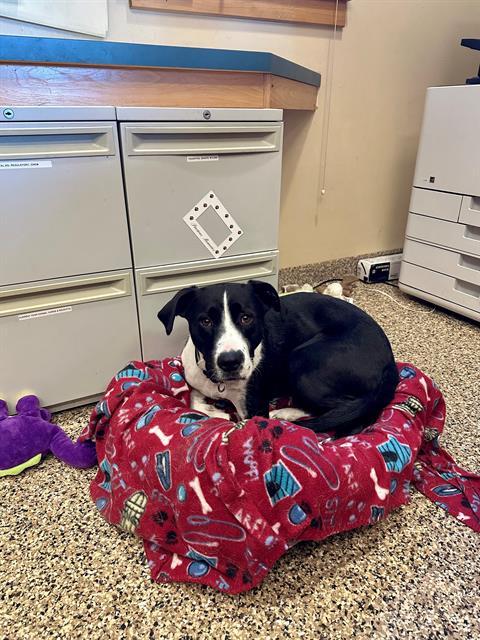 BUGGS, Adoptable, Young Female Border Collie & Pit Bull Terrier.