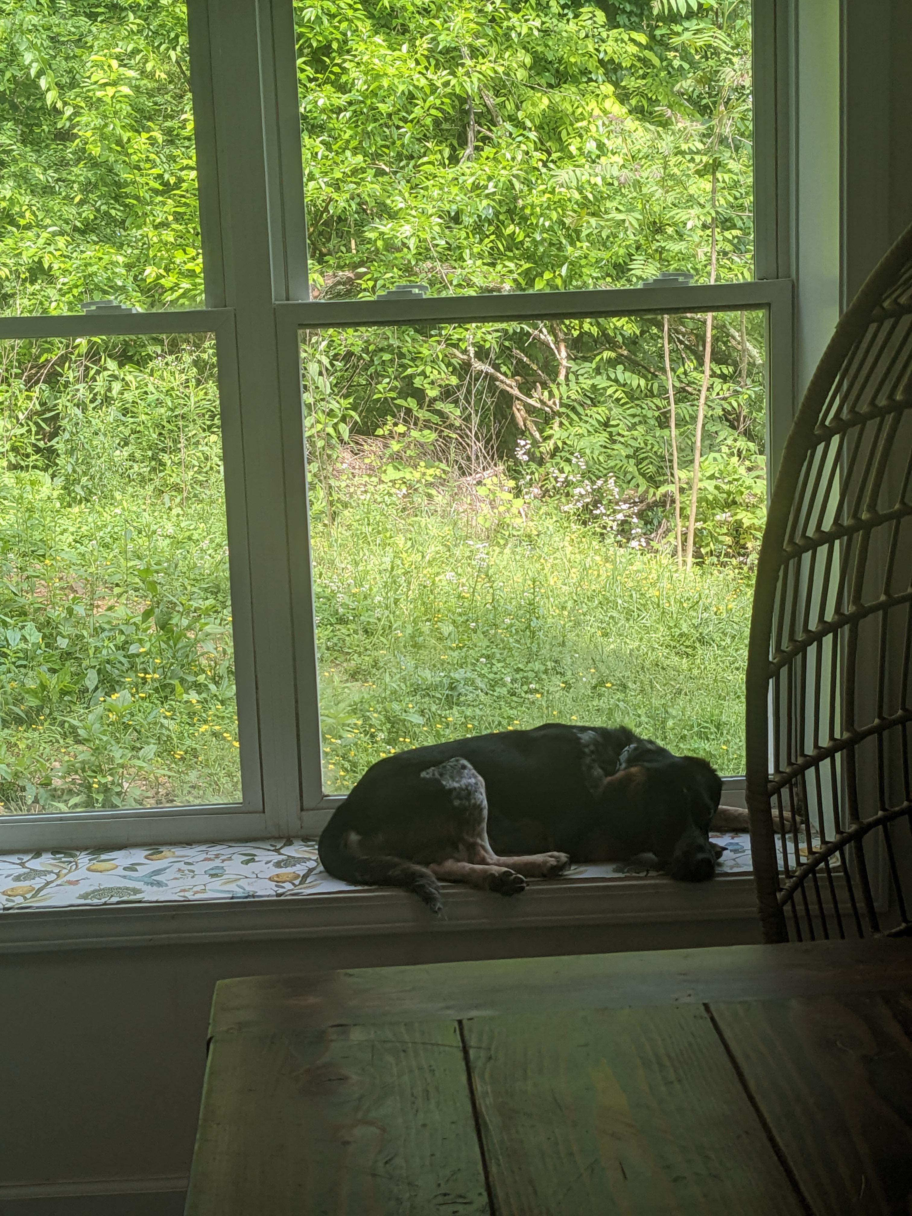 Enlarge Jerry Garcia, a Adoptable mixed breed in Dowelltown, TN image 1/5