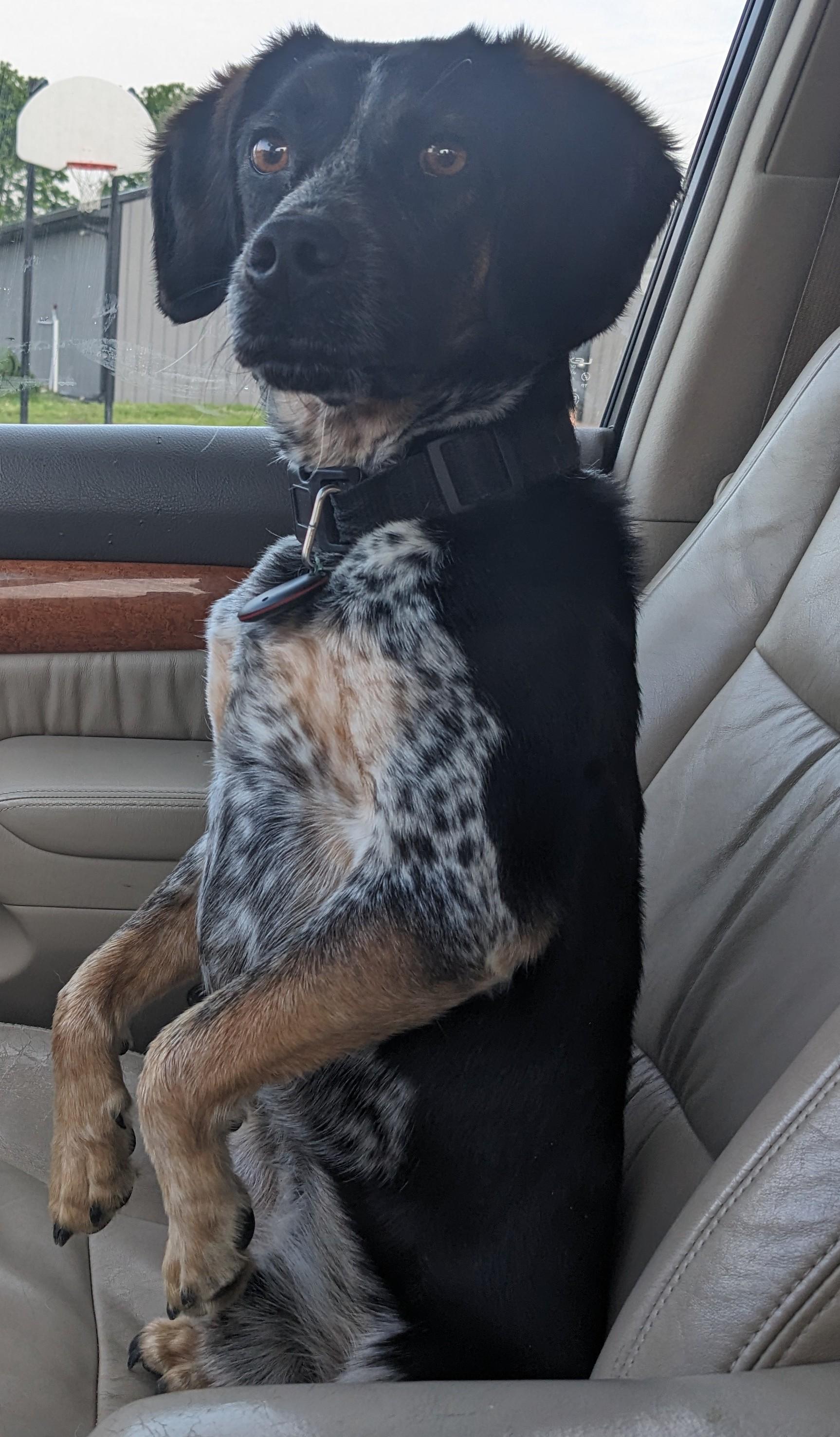 Enlarge Jerry Garcia, a Adoptable mixed breed in Dowelltown, TN image 2/5