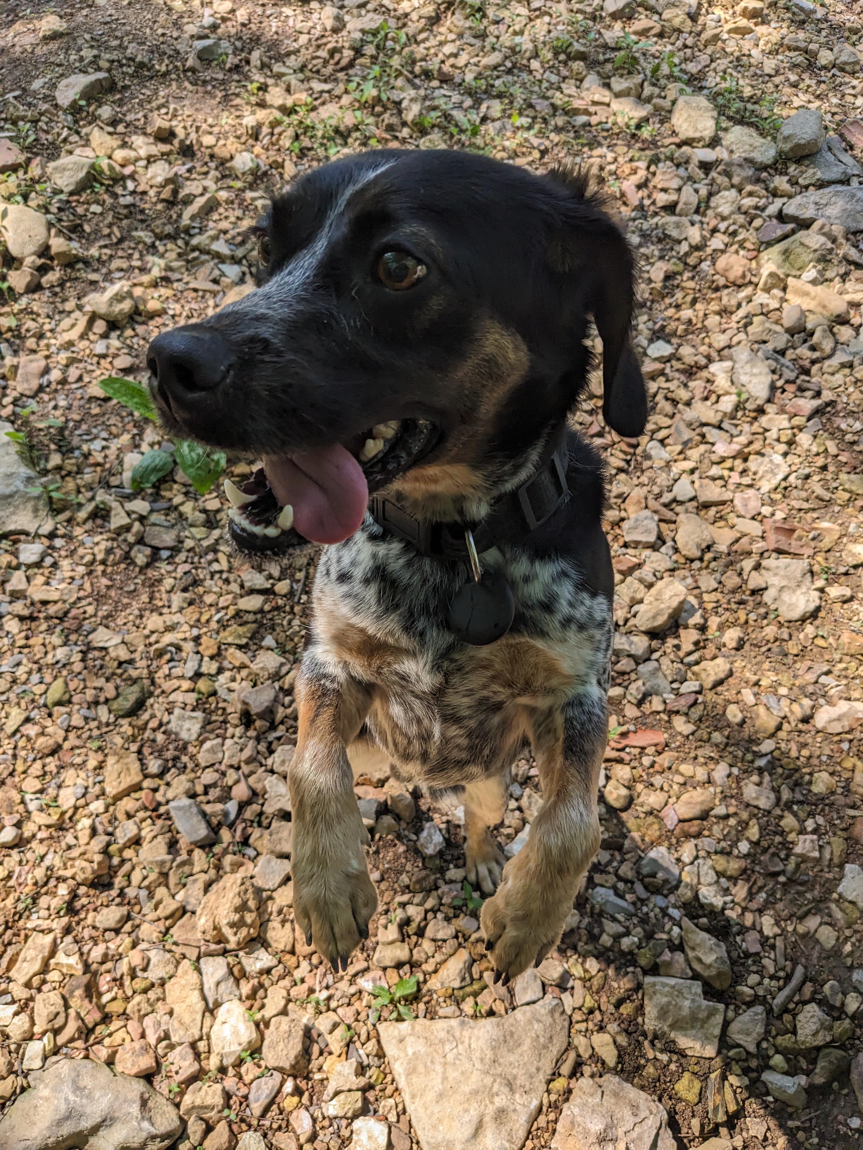 Enlarge Jerry Garcia, a Adoptable mixed breed in Dowelltown, TN image 4/5