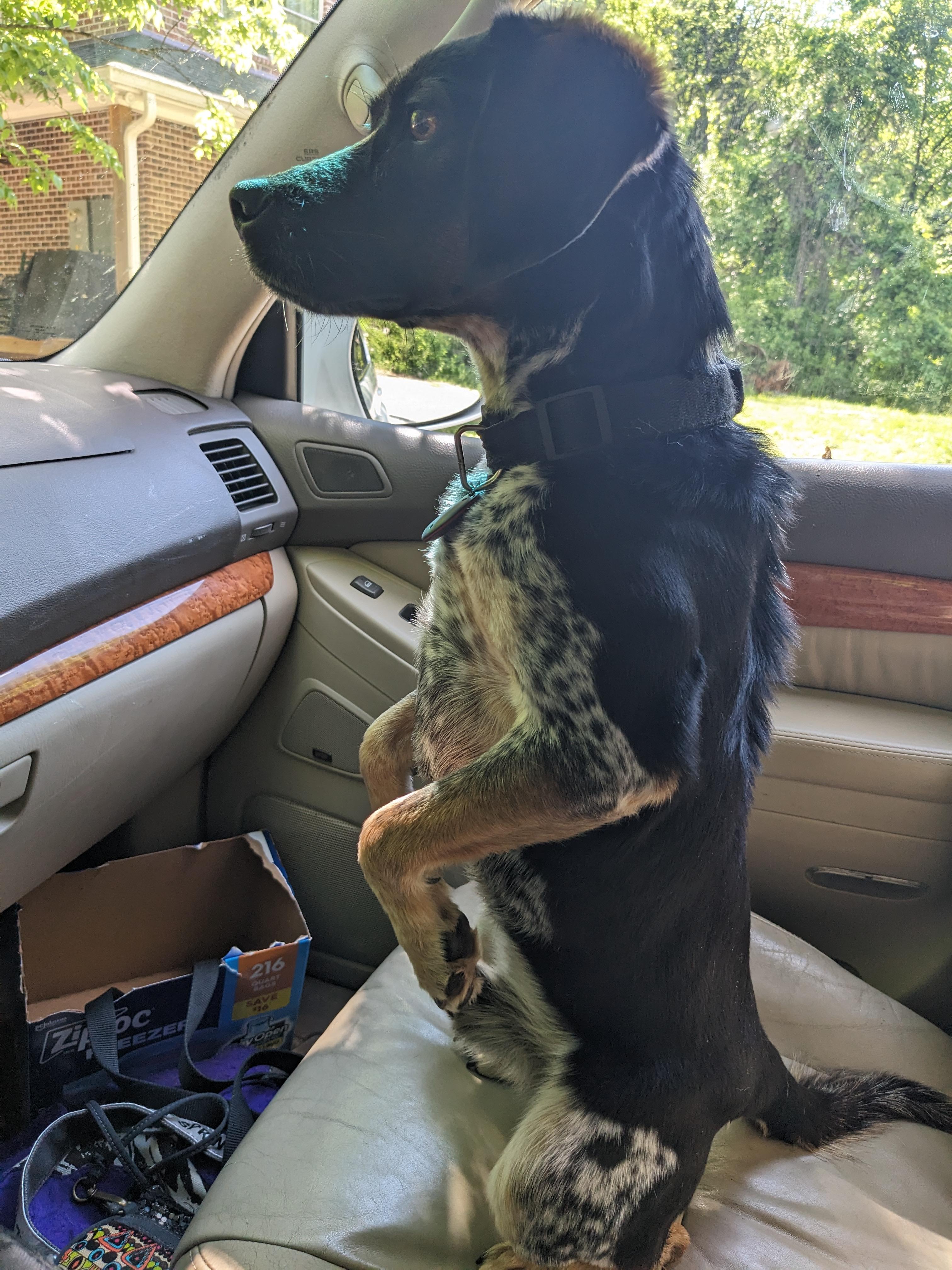 Enlarge Jerry Garcia, a Adoptable mixed breed in Dowelltown, TN image 5/5