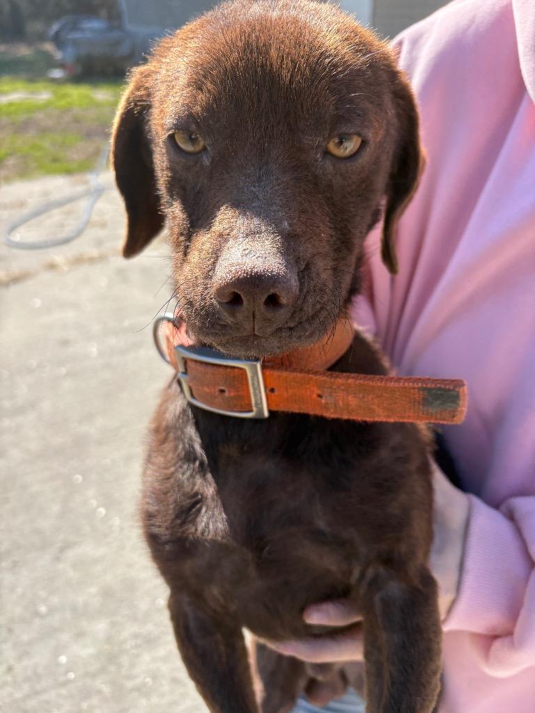 Enlarge Wall-E, a Adoptable mixed breed in Effingham, SC image 1/1