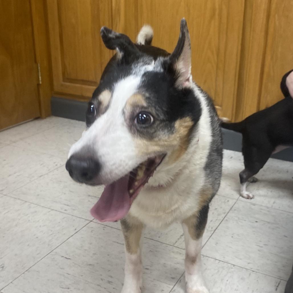 Diamond Rose, Adoptable, Adult Female Australian Cattle Dog / Blue Heeler.
