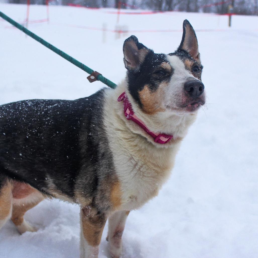 Enlarge Diamond Rose, a Adoptable Australian Cattle Dog / Blue Heeler in Canastota, NY image 2/2