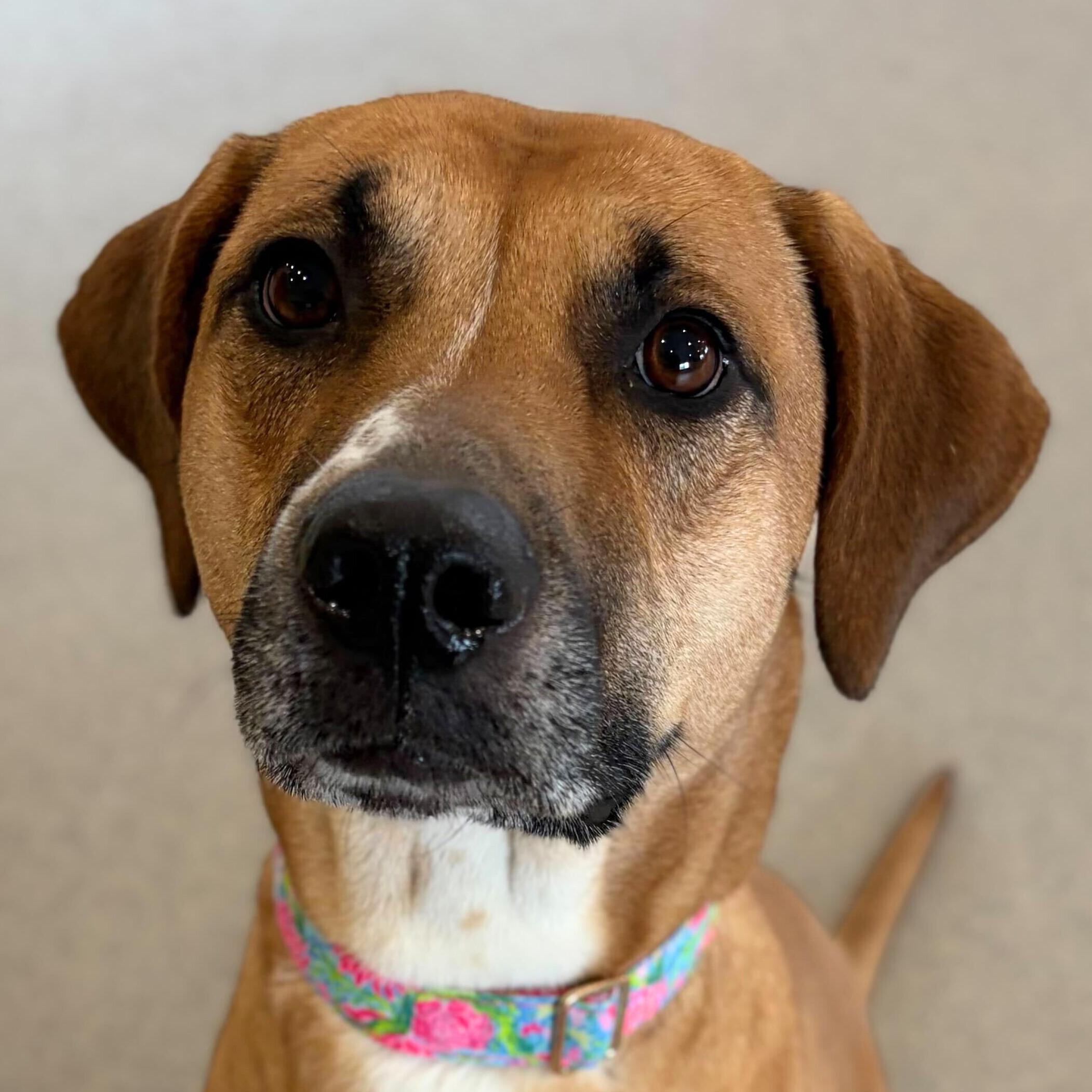 Kamila , ADOPTABLE, Adult Female Hound.