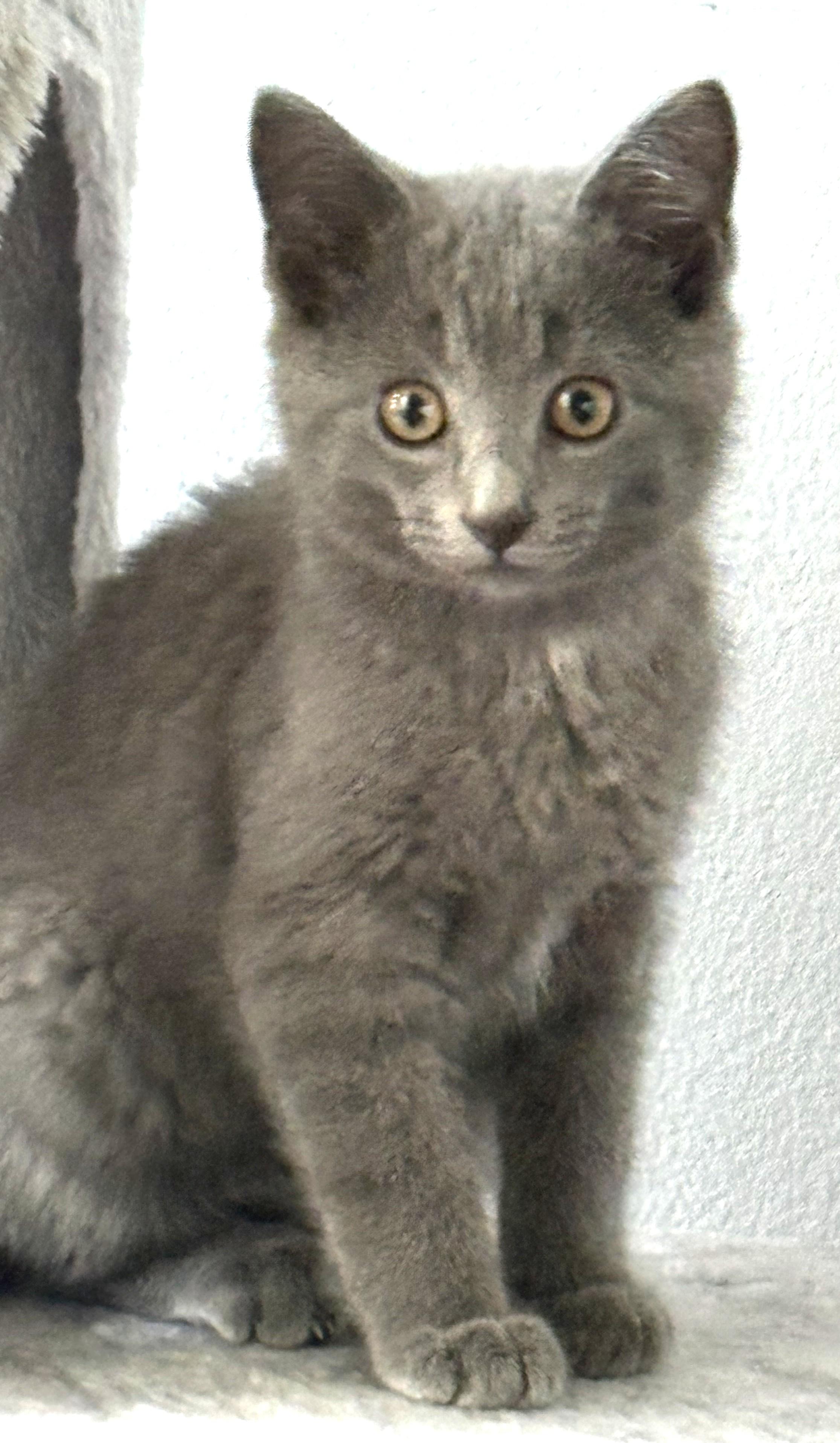 Enlarge Basil, a Adoptable Domestic Short Hair in Troy, MI image 1/6