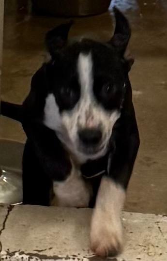 Jewel, Adoptable, Puppy Female Pit Bull Terrier & Mixed Breed.