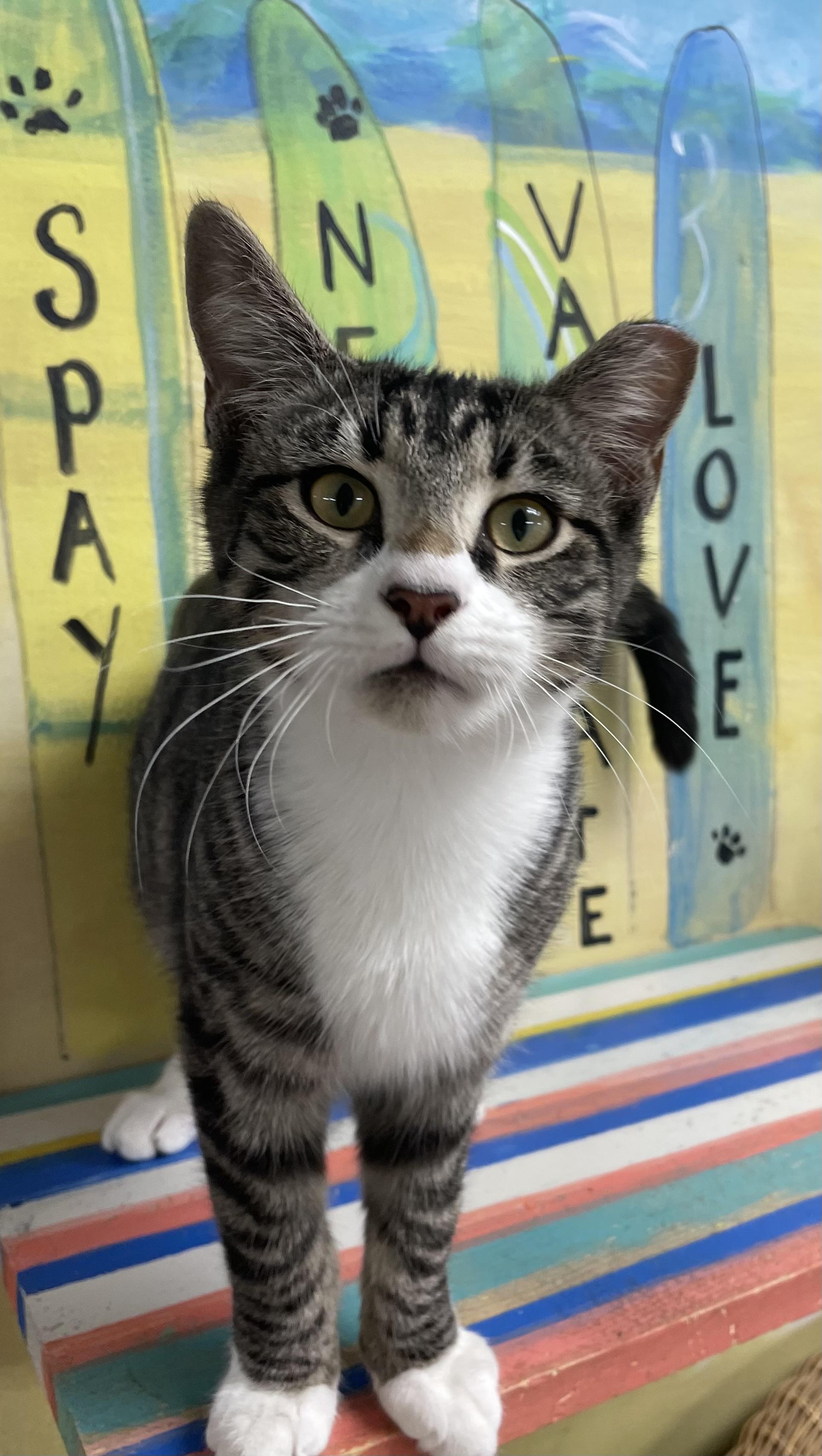 Enlarge Chewy, an adopted Domestic Short Hair in Fernandina Beach, FL image 6/6