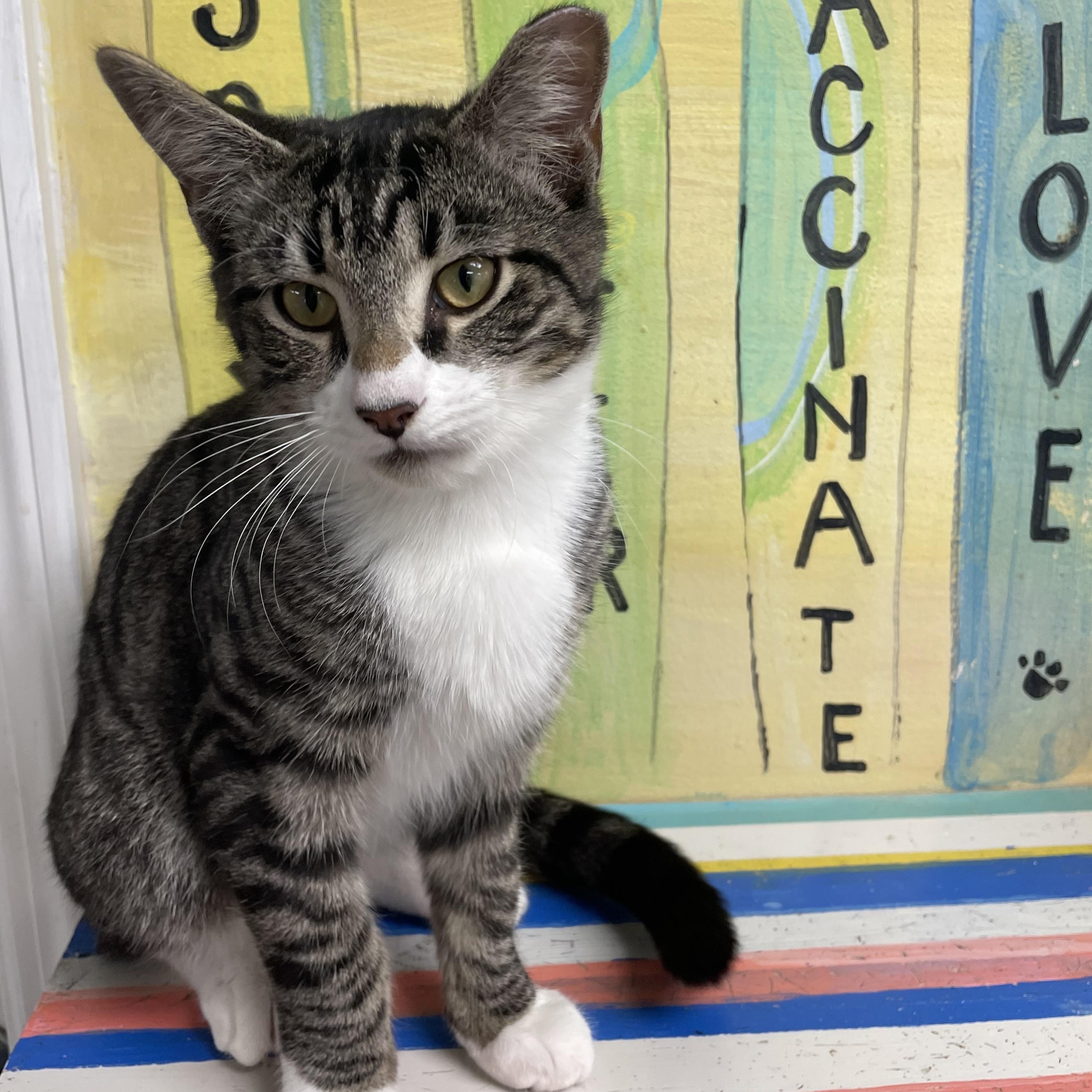 Enlarge Chewy, an adopted Domestic Short Hair in Fernandina Beach, FL image 1/6
