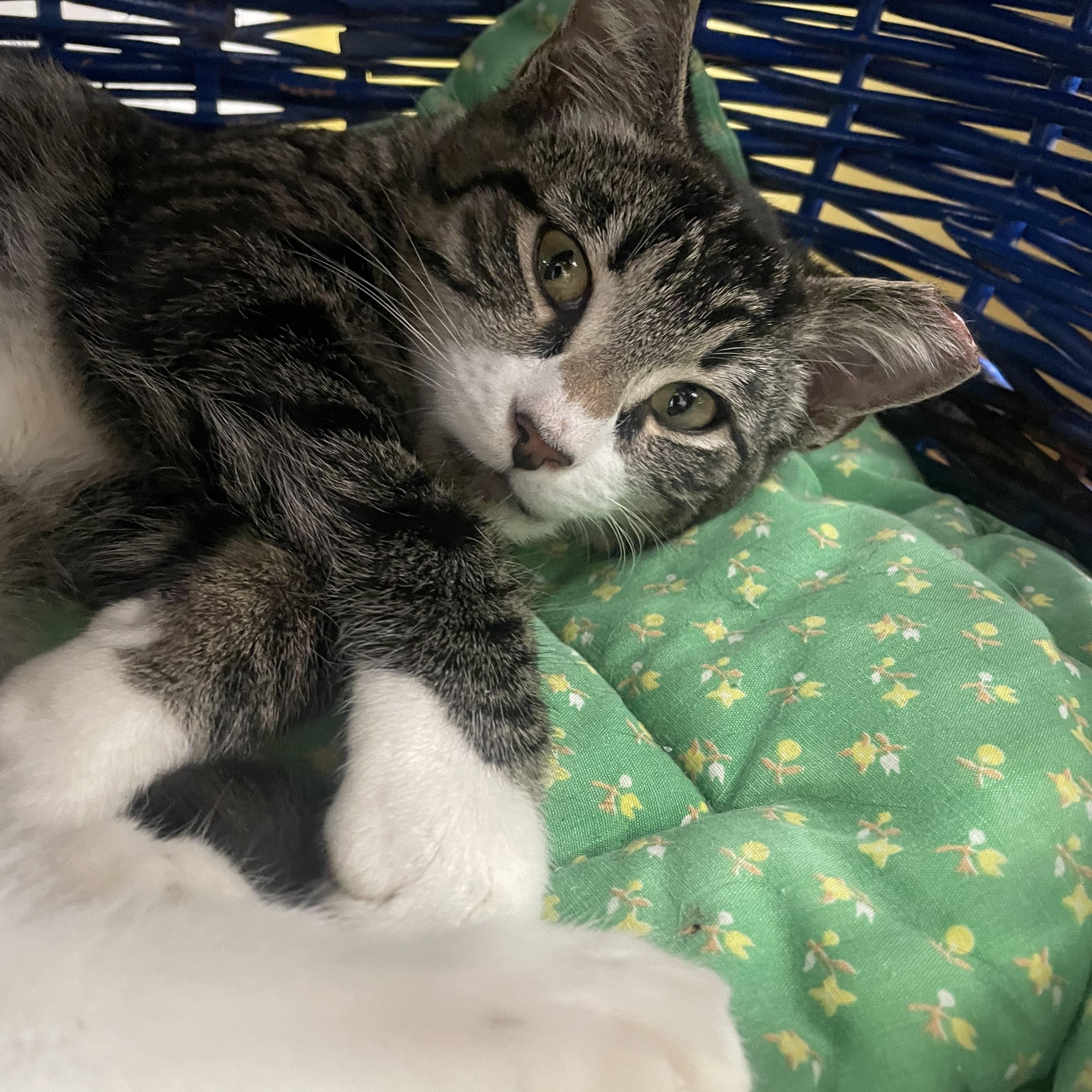 Chewy, ADOPTABLE, Kitten Male Domestic Short Hair.