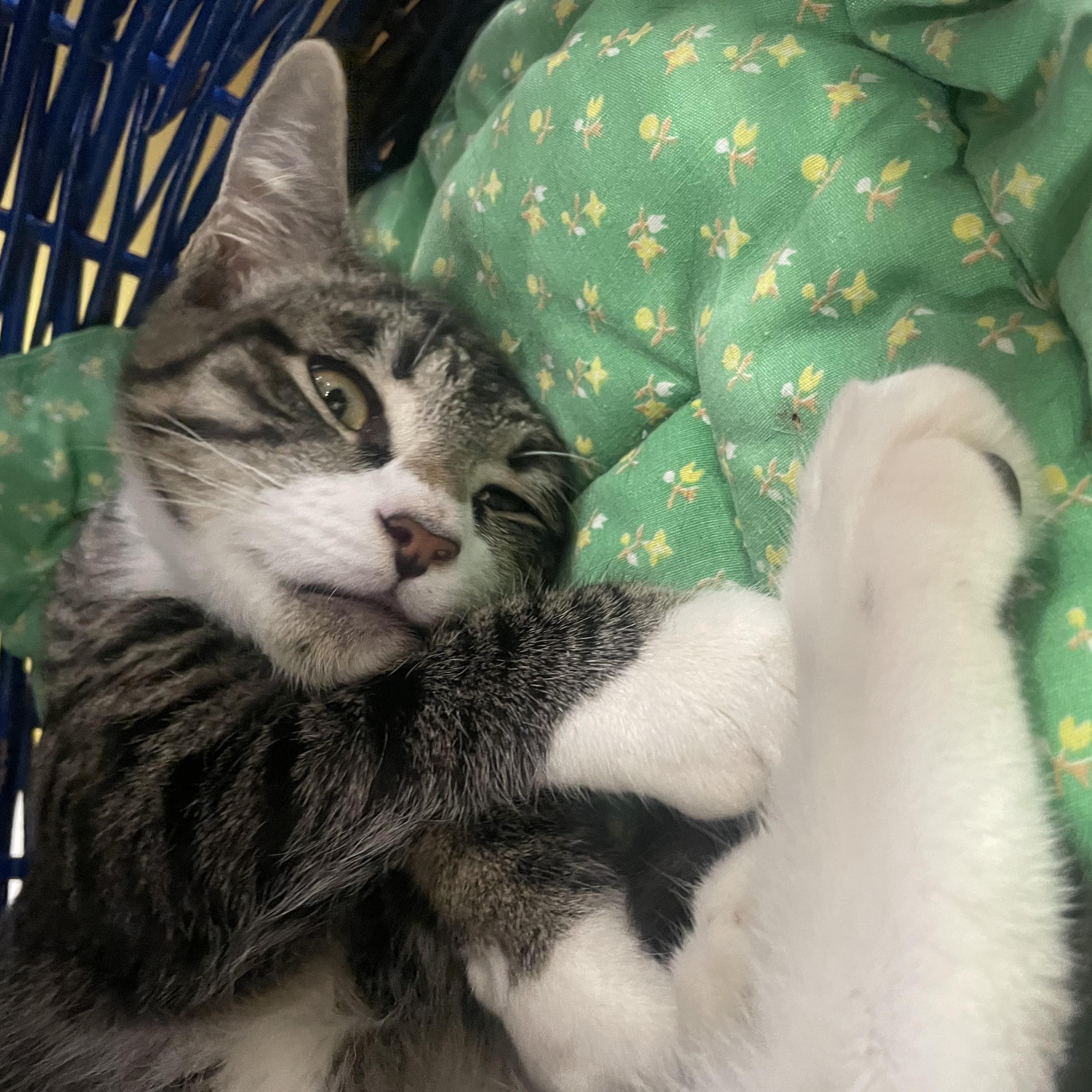 Chewy, a ADOPTABLE Domestic Short Hair in Fernandina Beach, FL image 2/3