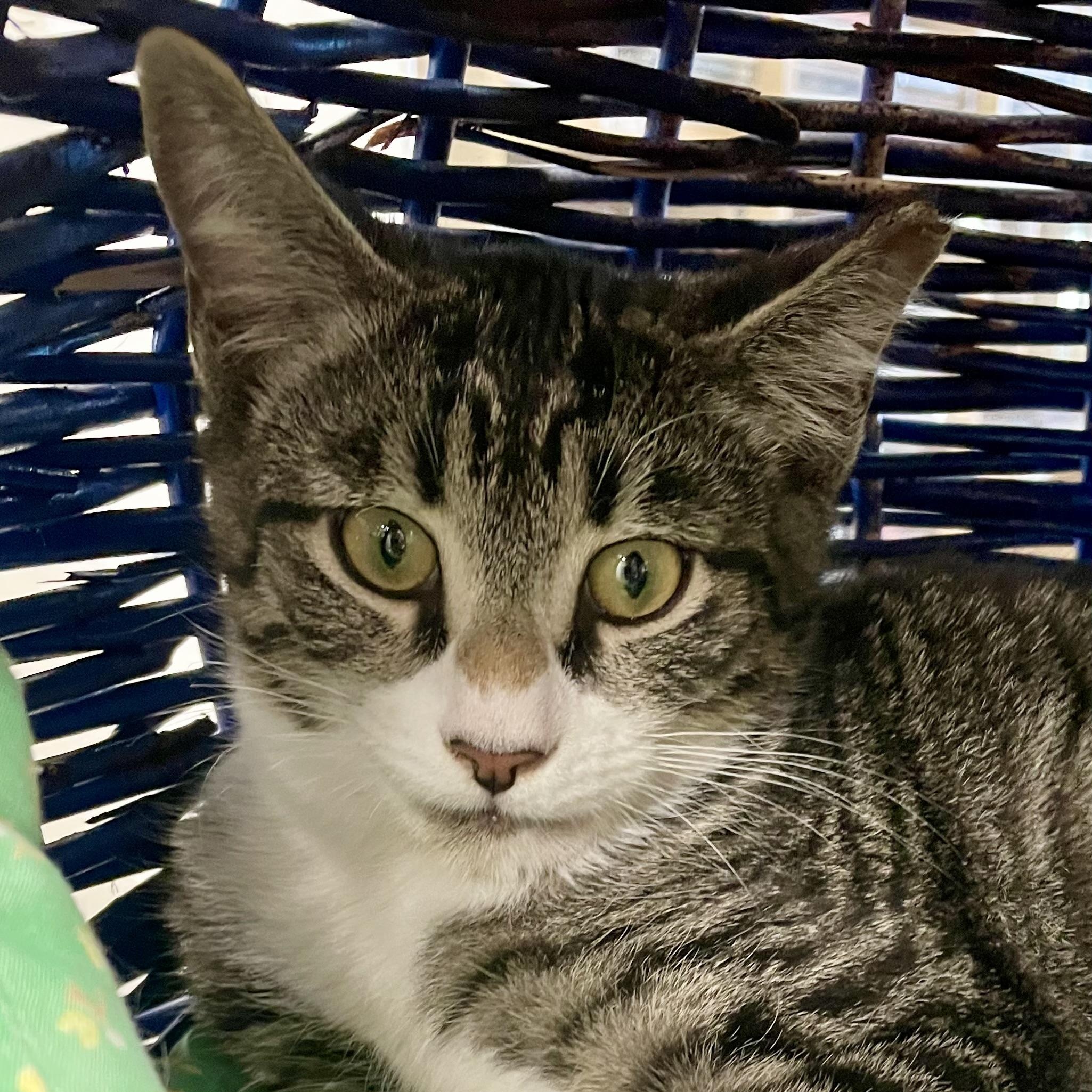 Chewy, a ADOPTABLE Domestic Short Hair in Fernandina Beach, FL image 3/3