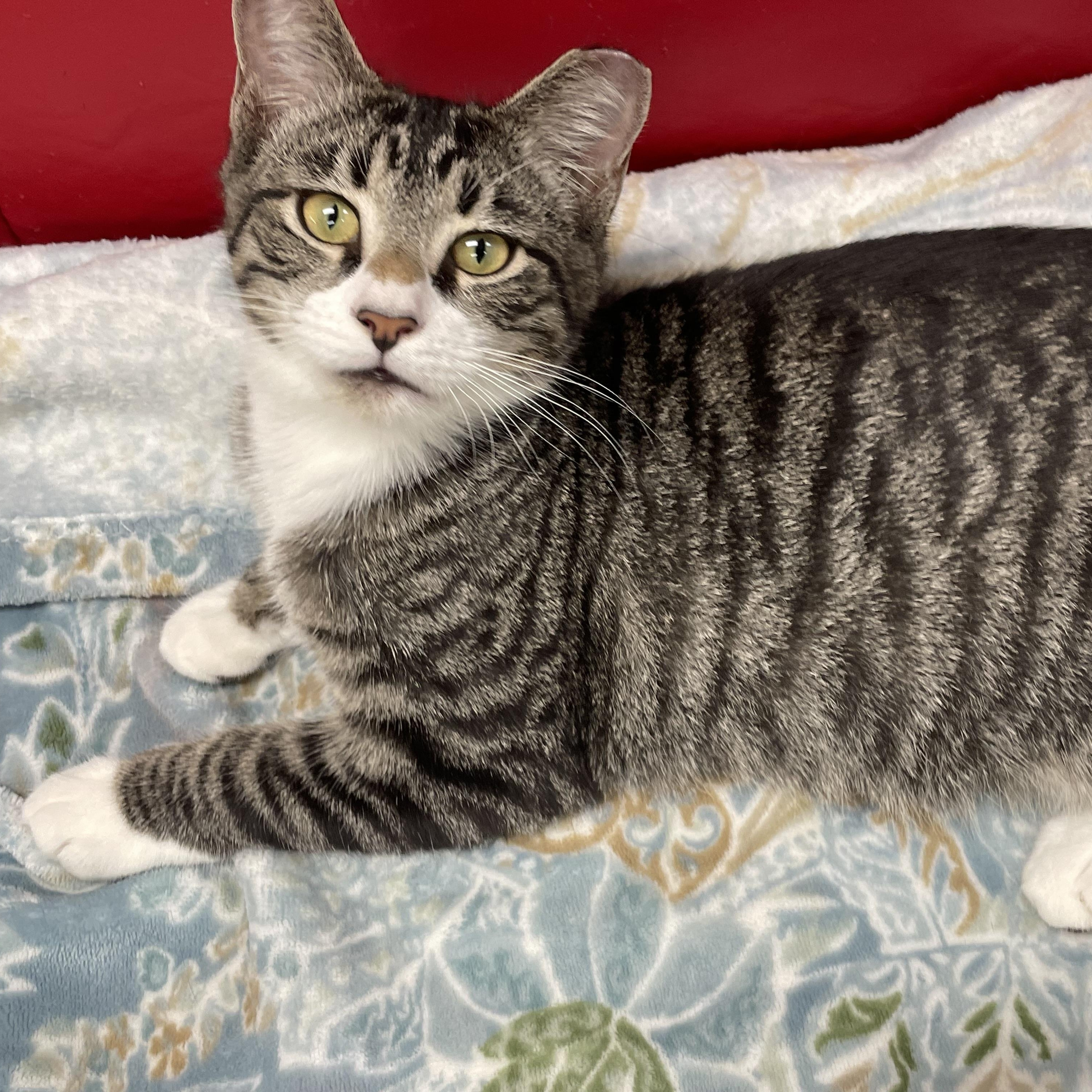 Enlarge Chewy, an adopted Domestic Short Hair in Fernandina Beach, FL image 2/6