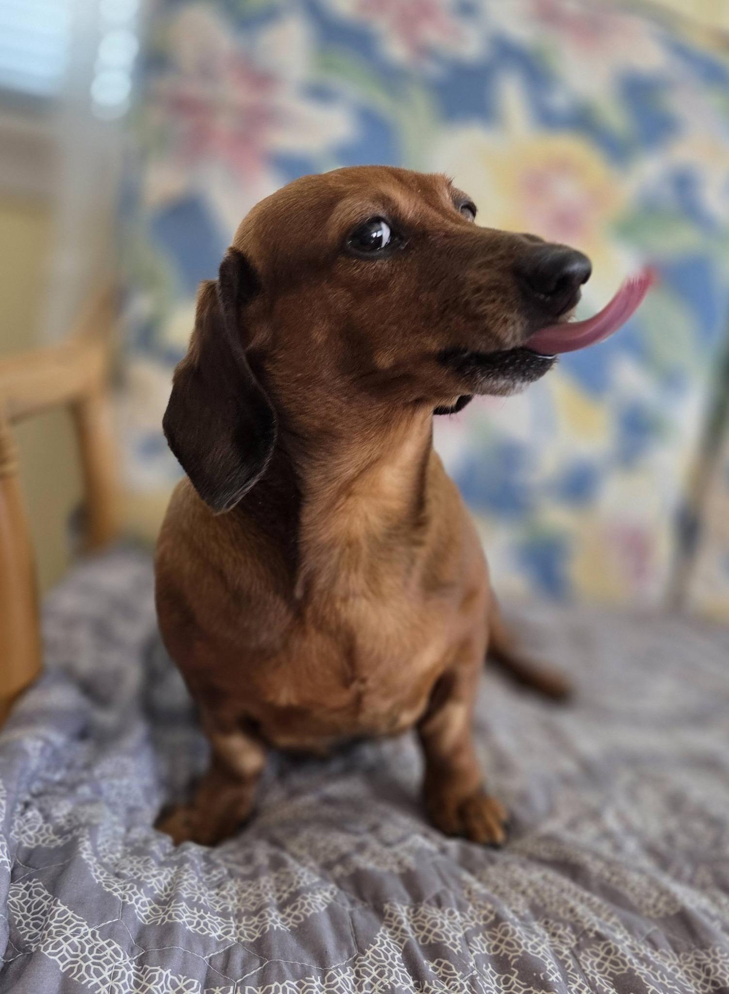 Bean, a ADOPTABLE Dachshund in Lavallette, NJ image 2/3