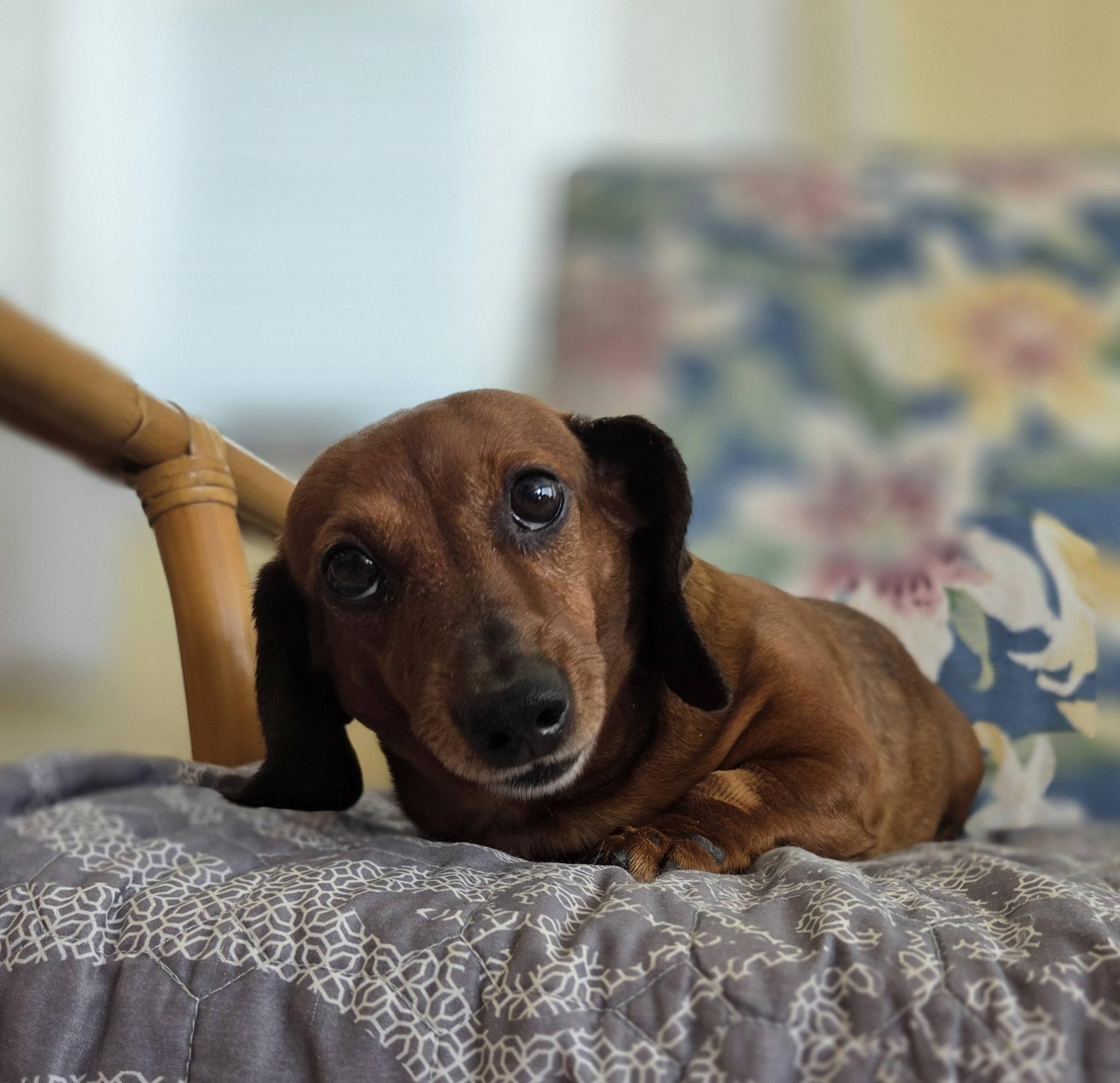 Bean, a ADOPTABLE Dachshund in Lavallette, NJ image 3/3