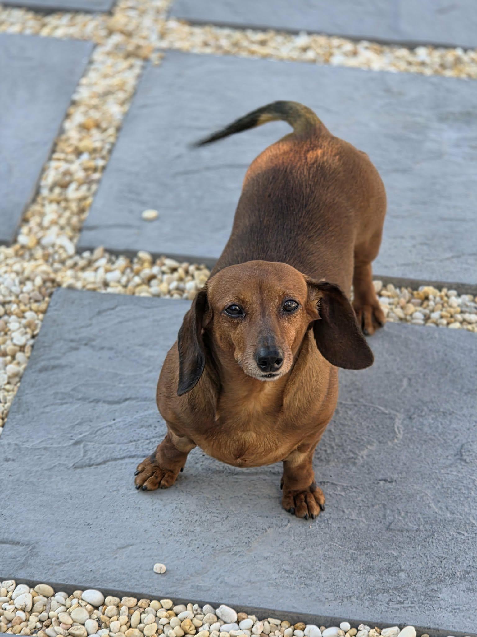 Bean, a ADOPTABLE Dachshund in Lavallette, NJ image 6/6