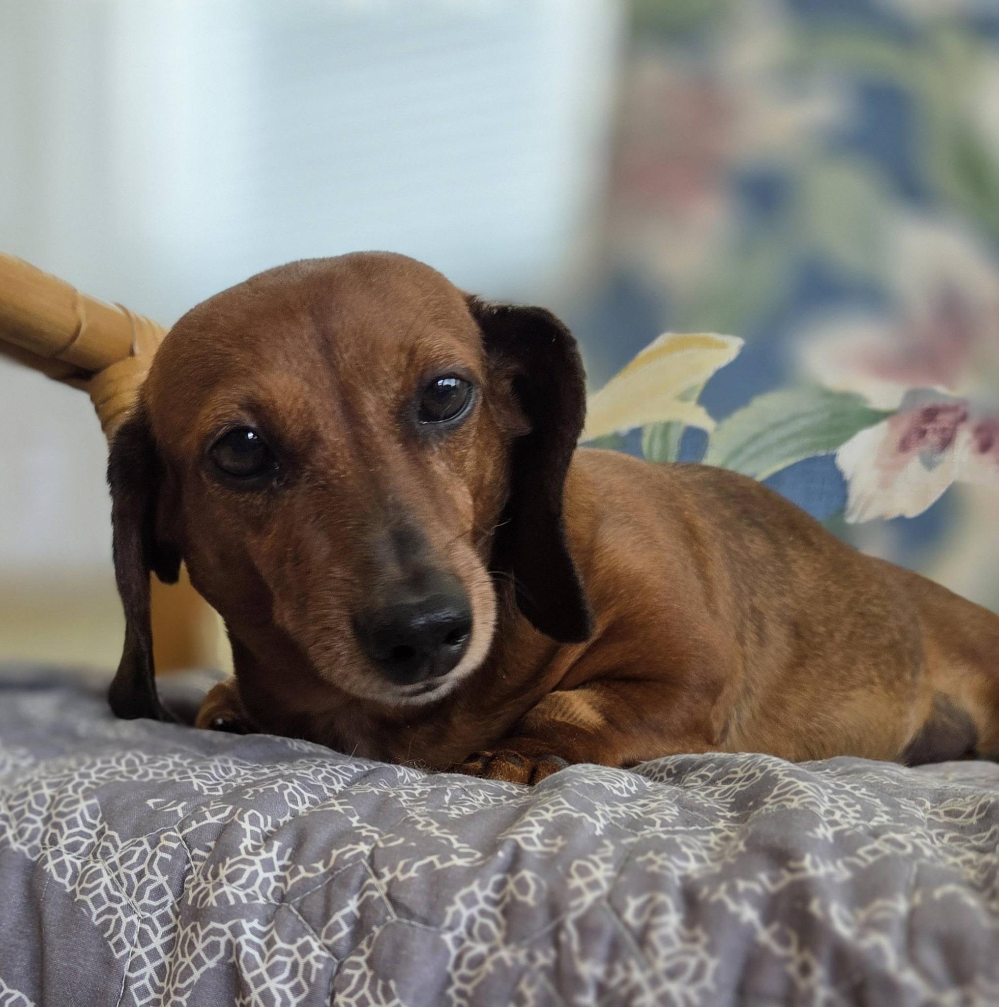 Bean, ADOPTABLE, Adult Female Dachshund.