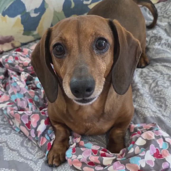 Enlarge Bean, a ADOPTABLE Dachshund in Lavallette, NJ video 4/6