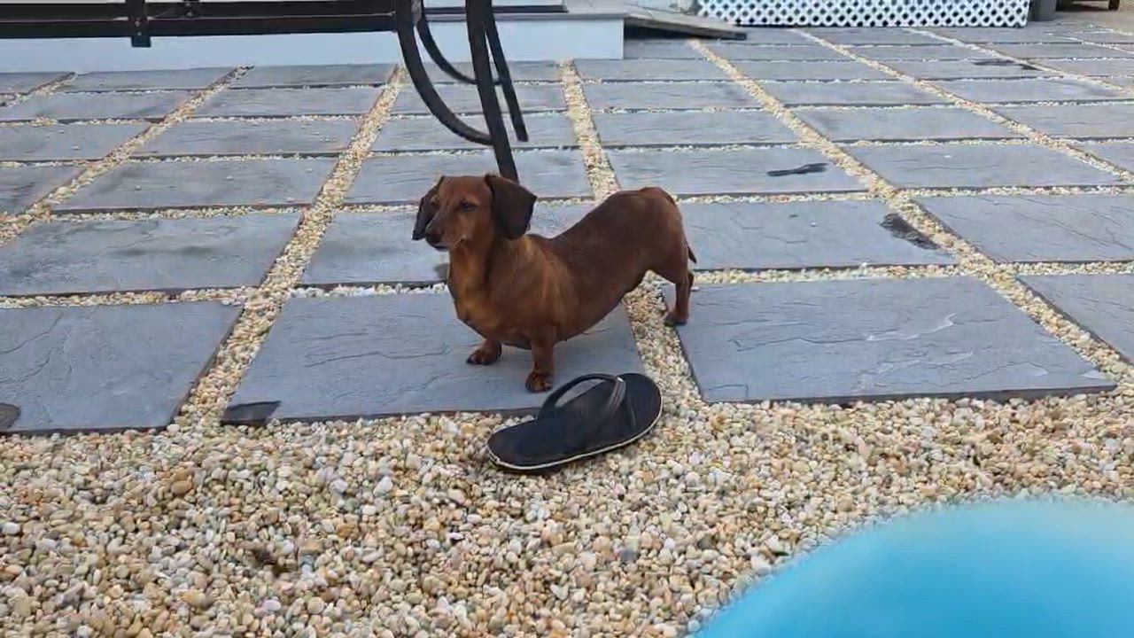 Enlarge Bean, a ADOPTABLE Dachshund in Lavallette, NJ video 5/6