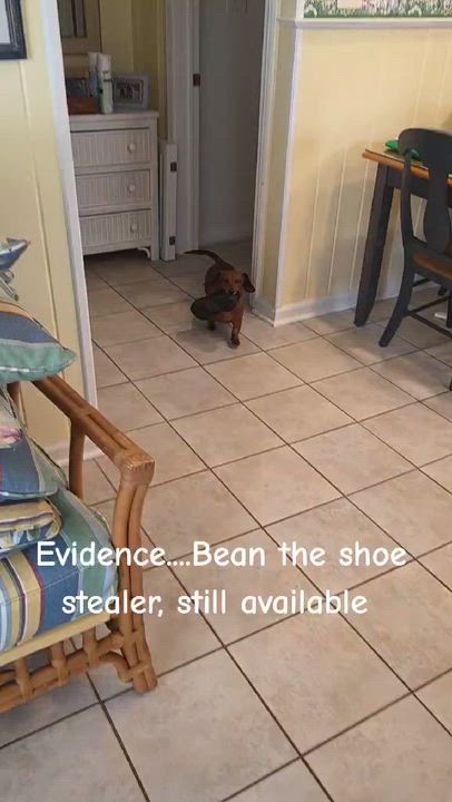 Enlarge Bean, a ADOPTABLE Dachshund in Lavallette, NJ video 3/6