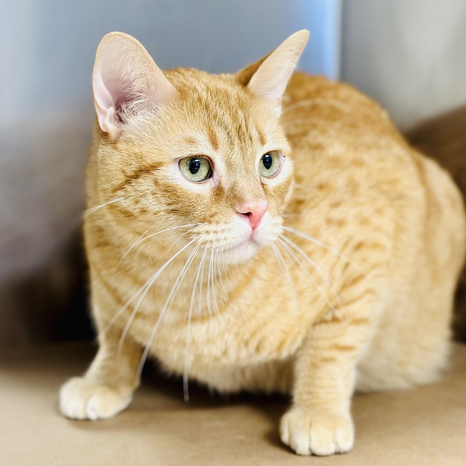 Whiskey, a Adoptable Domestic Short Hair in Manahawkin, NJ image 1/2