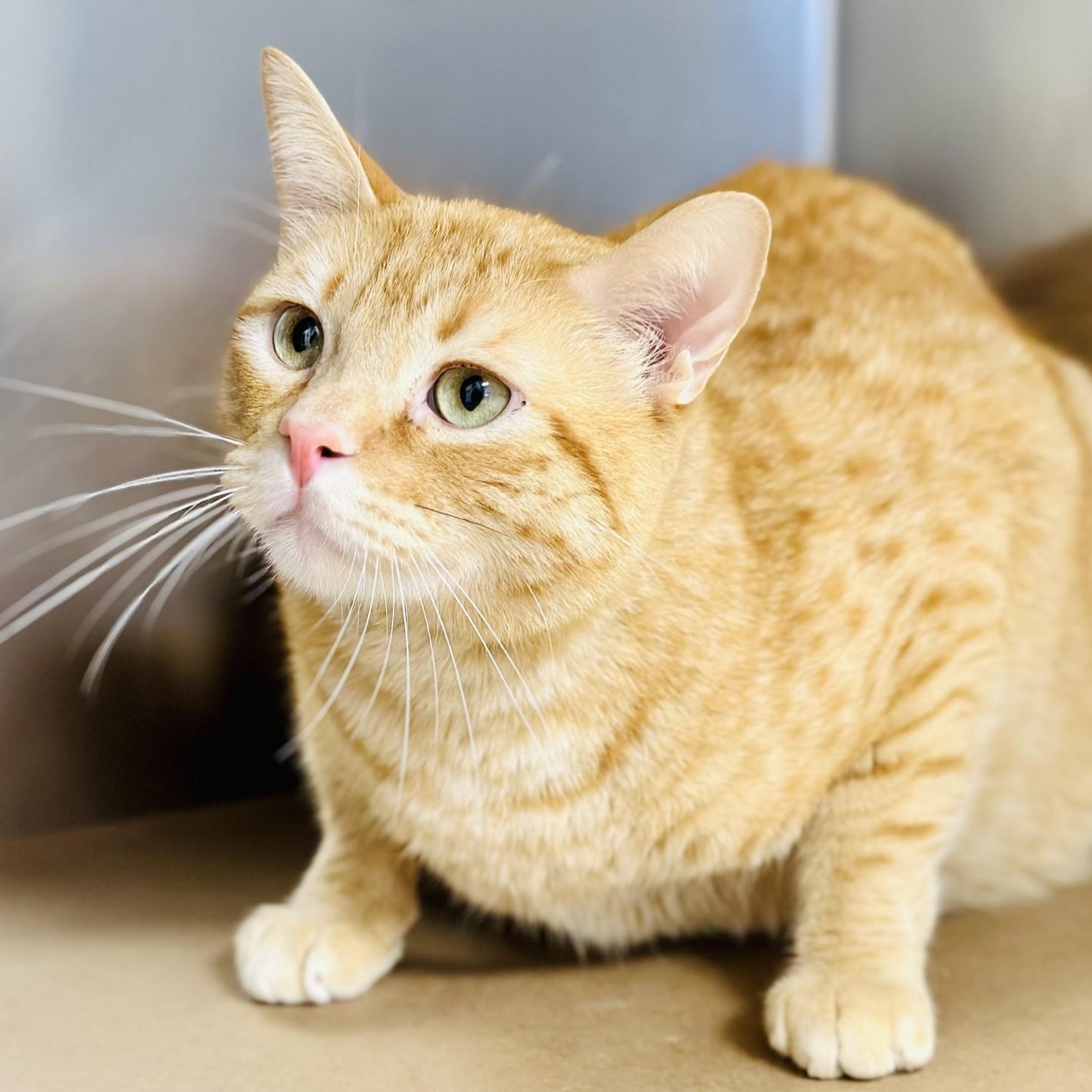 Whiskey, a Adoptable Domestic Short Hair in Manahawkin, NJ image 2/2