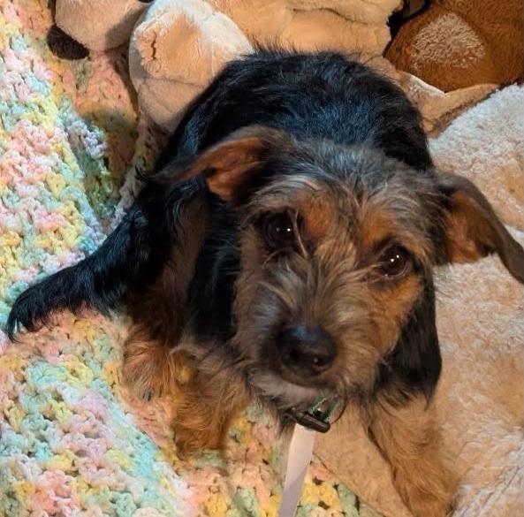 Enlarge Cora, a Adoptable mixed breed in Rochester, NY image 1/1