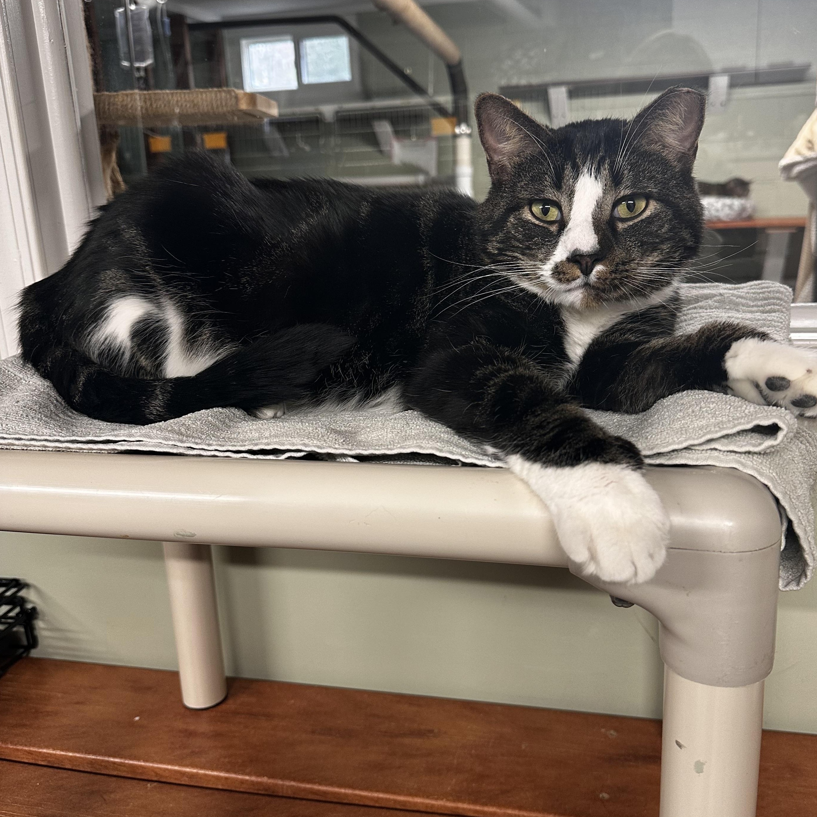 Enlarge Percy, a Adoptable Domestic Short Hair in North East, MD image 2/4