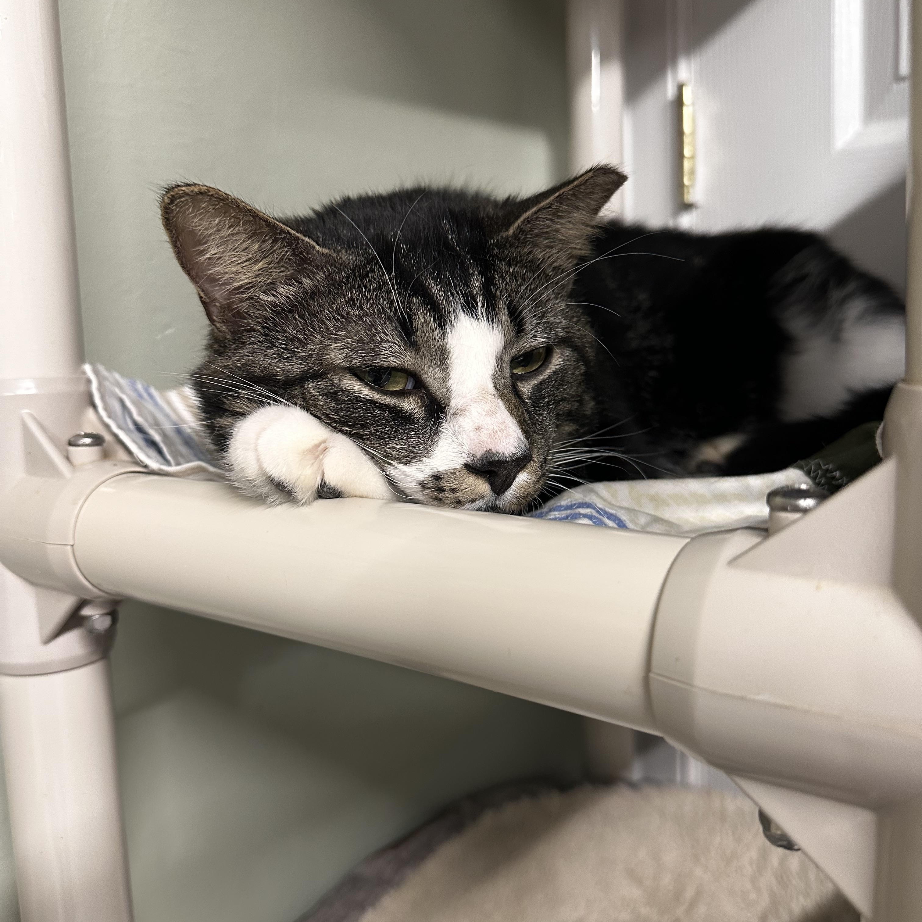 Percy, a Adoptable Domestic Short Hair in North East, MD image 3/4