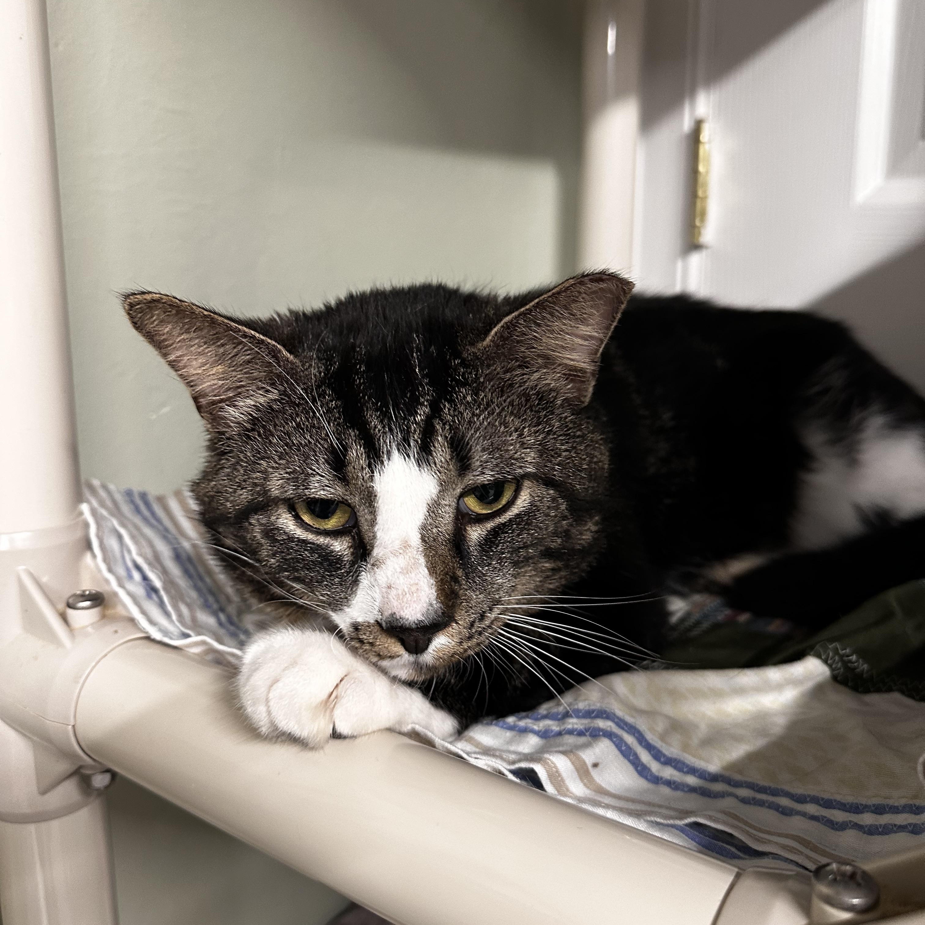 Percy, Adoptable, Adult Male Domestic Short Hair.