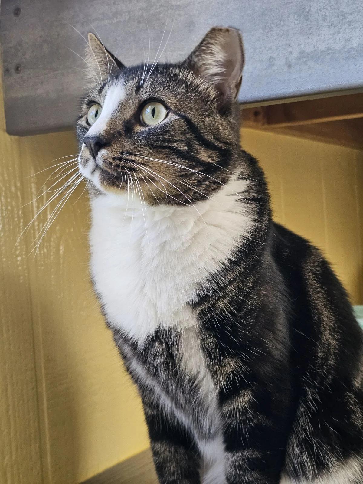 Percy, a Adoptable Domestic Short Hair in North East, MD image 2/4