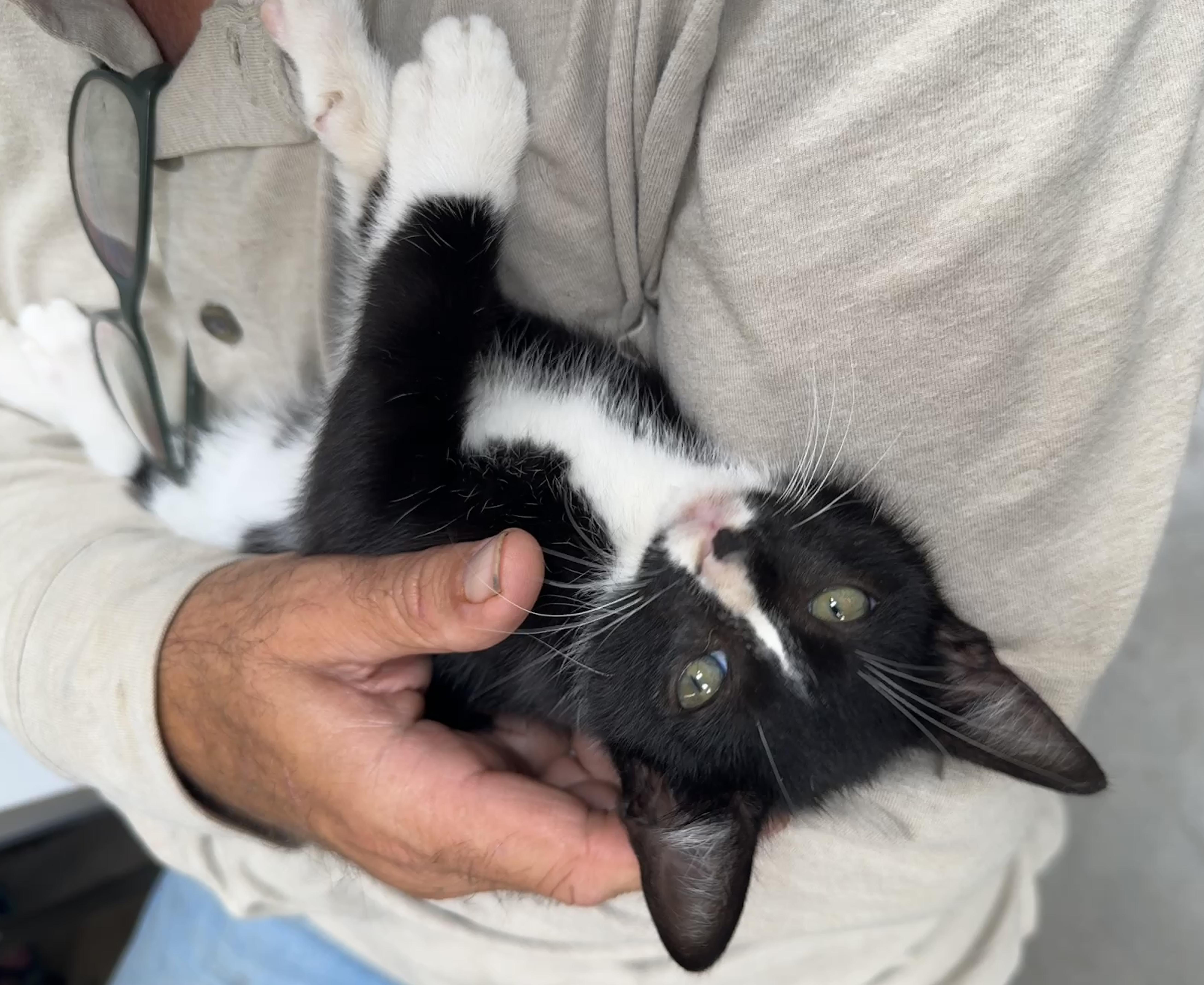 Enlarge Astronaut (1st kitten in space), a Adoptable mixed breed in Houston, TX image 3/6