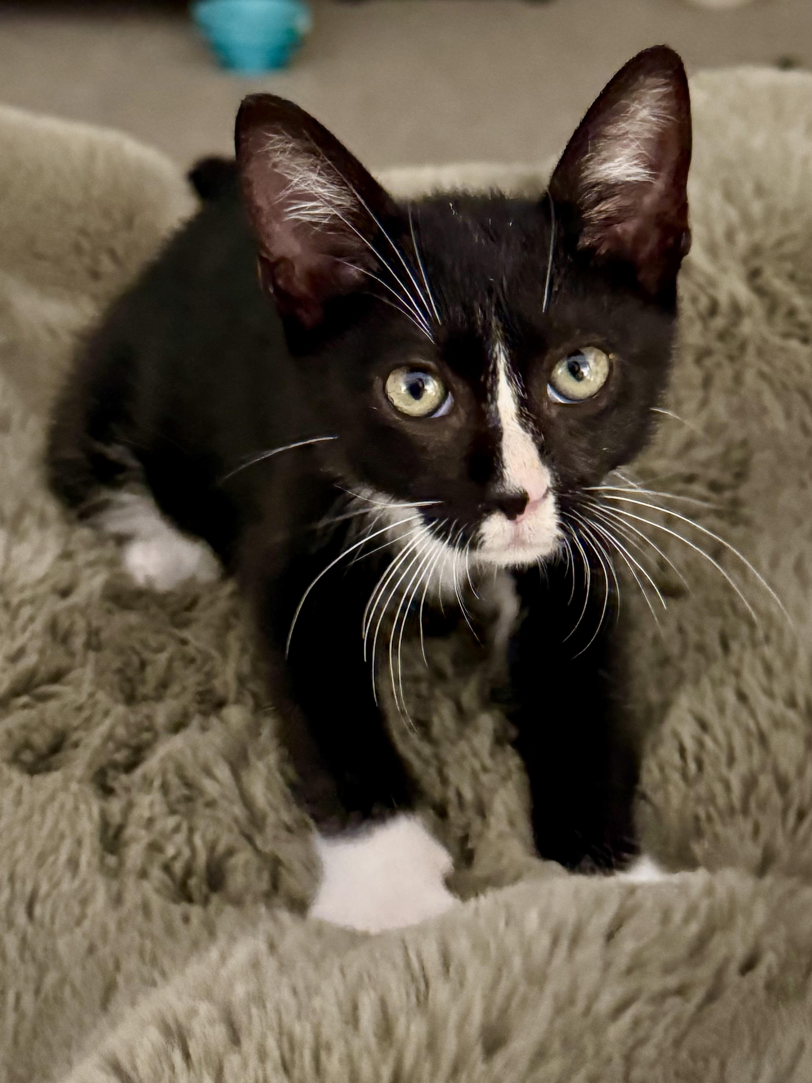 Enlarge Astronaut (1st kitten in space), a Adoptable mixed breed in Houston, TX image 2/6