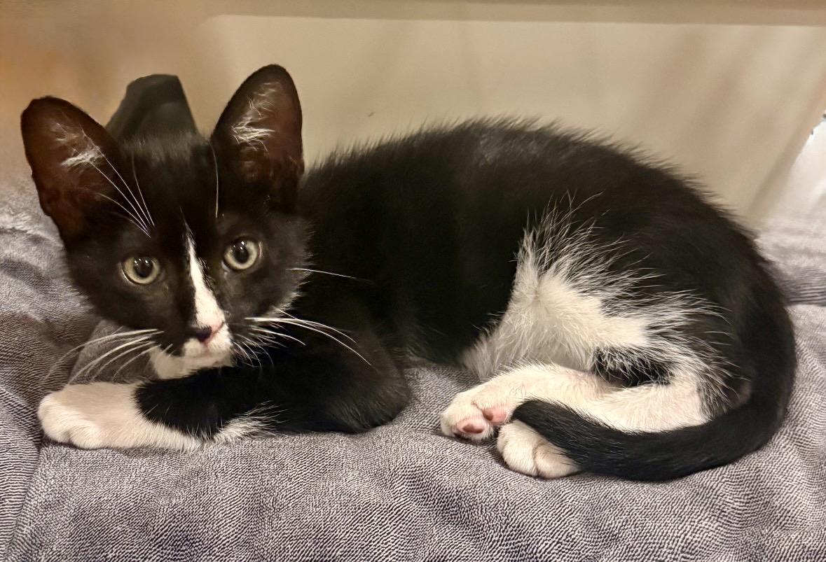 Enlarge Astronaut (1st kitten in space), a Adoptable mixed breed in Houston, TX image 4/6