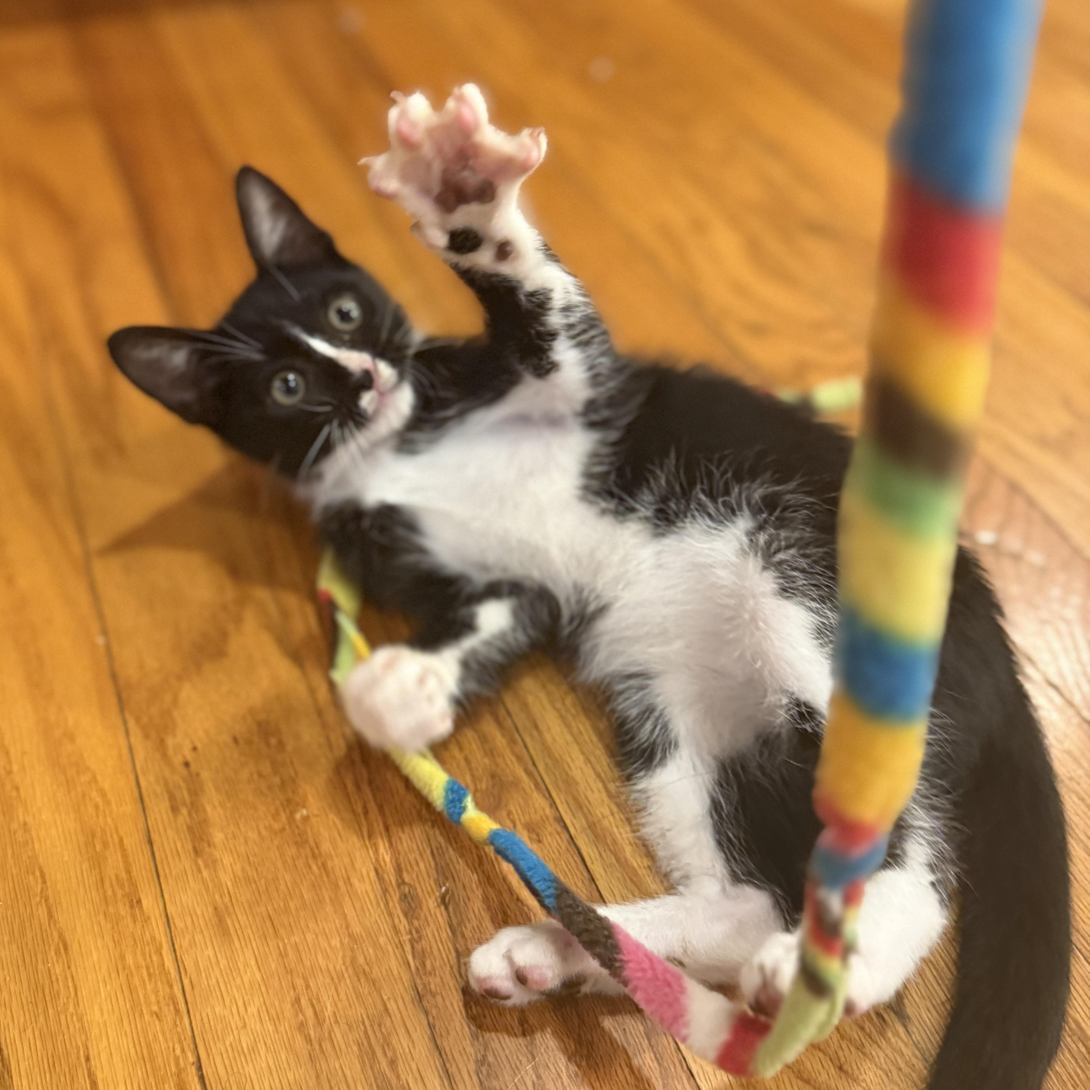 Enlarge Astronaut (1st kitten in space), a Adoptable mixed breed in Houston, TX image 5/6