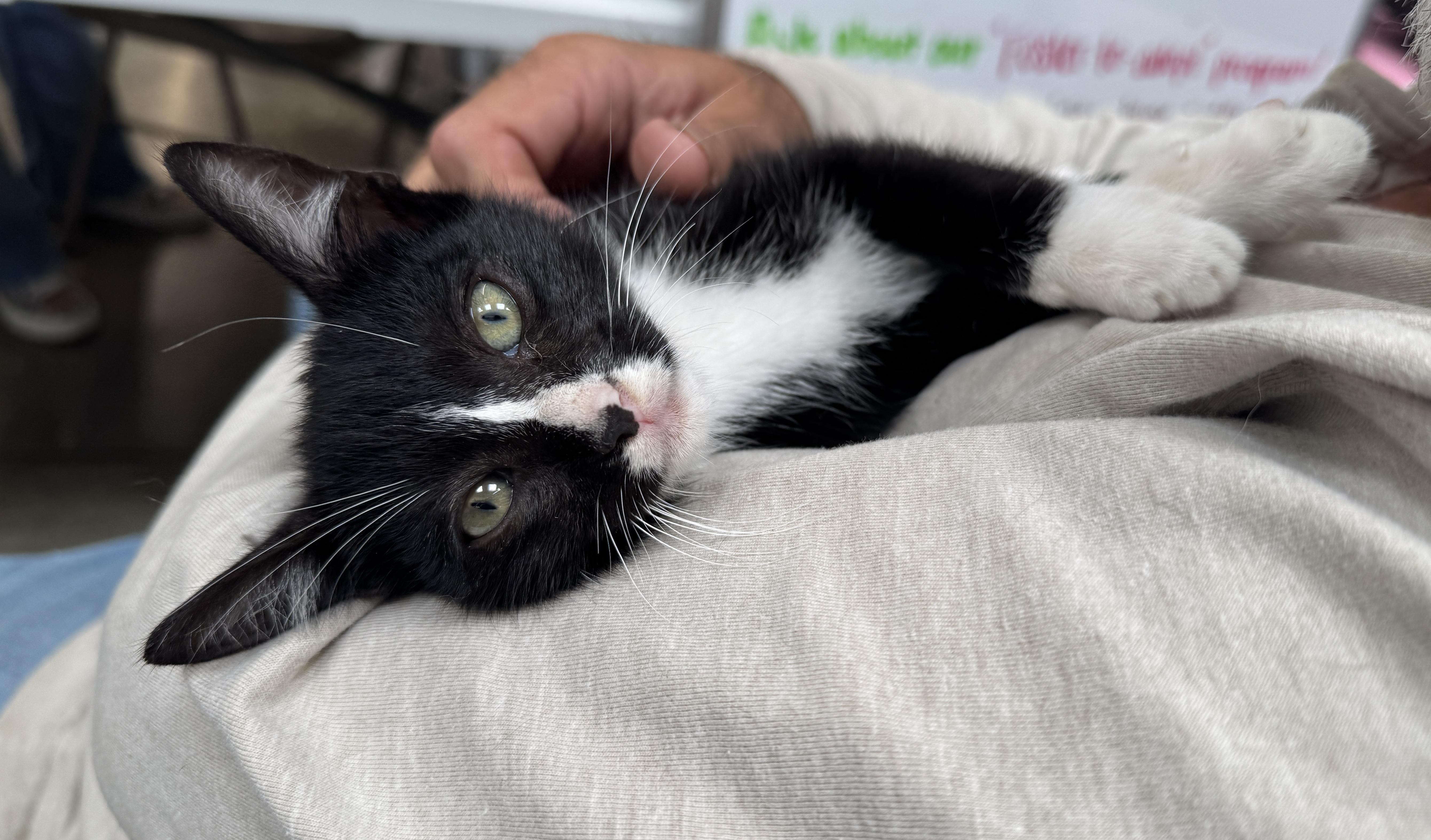 Enlarge Astronaut (1st kitten in space), a Adoptable mixed breed in Houston, TX image 6/6