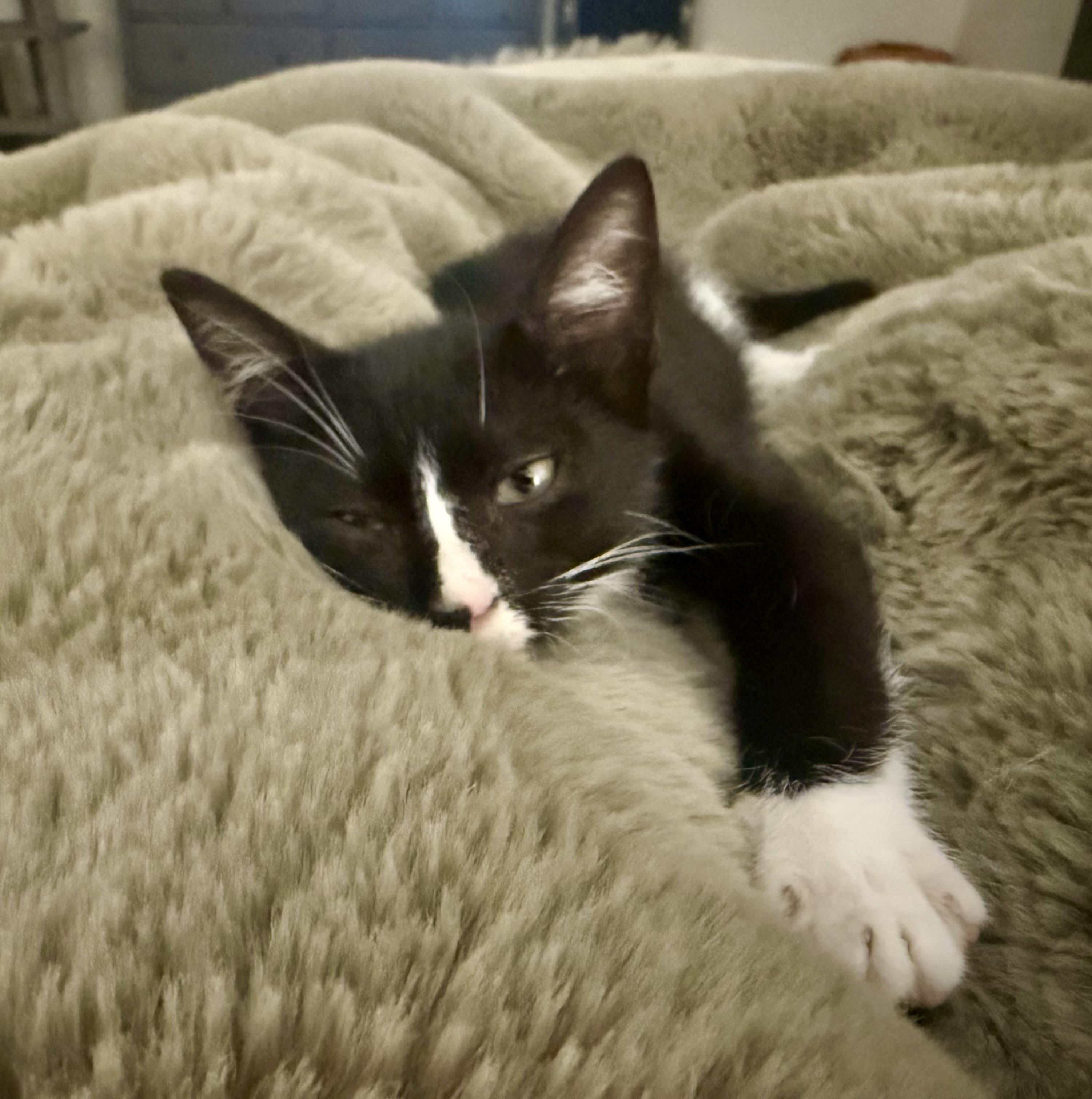 Astronaut (1st kitten in space), Adoptable, Kitten Male Domestic Short Hair & Tuxedo.