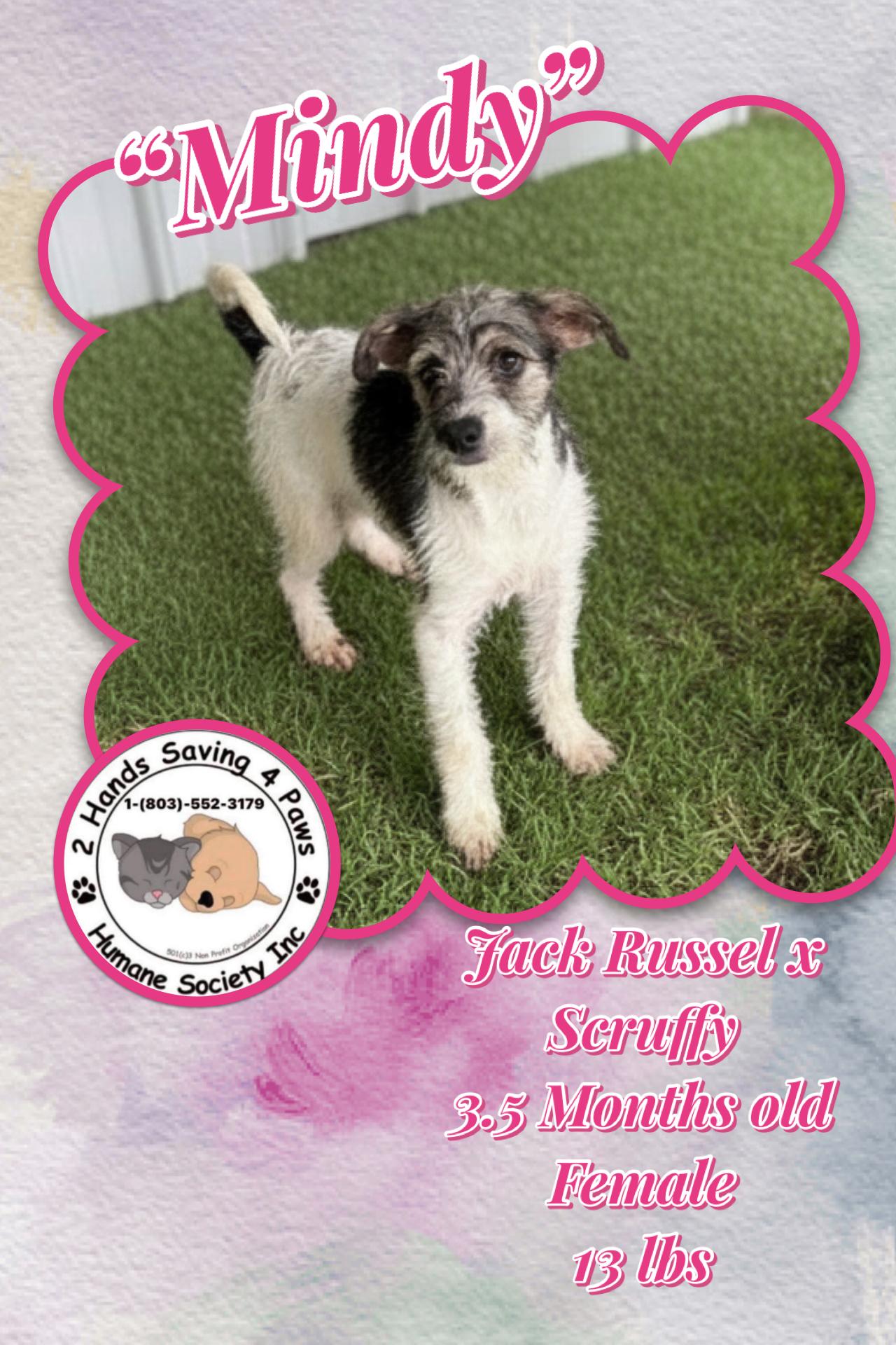 Mindy, Adoptable, Puppy Female Jack Russell Terrier.