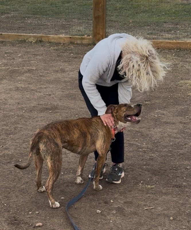 Peppercorn, a Adoptable mixed breed in Fort Collins, CO image 1/5