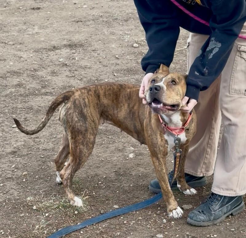 Peppercorn, a Adoptable mixed breed in Fort Collins, CO image 3/5
