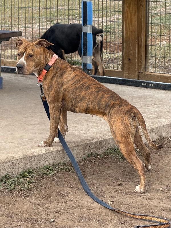 Peppercorn, a Adoptable mixed breed in Fort Collins, CO image 5/5