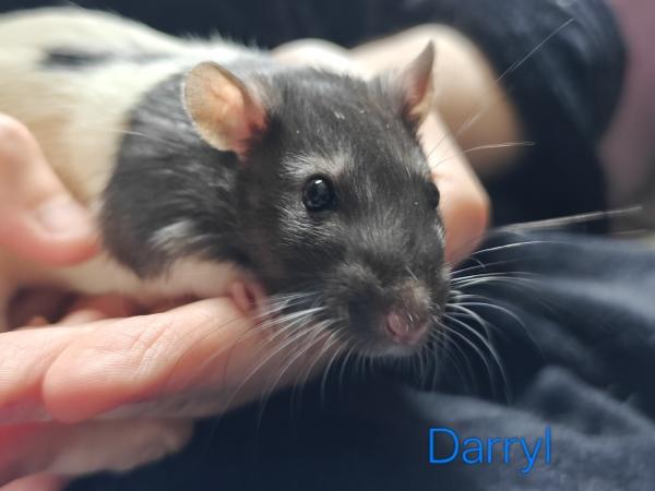 Enlarge Darryl, a Adoptable Rat in Merrimack, NH image 1/1