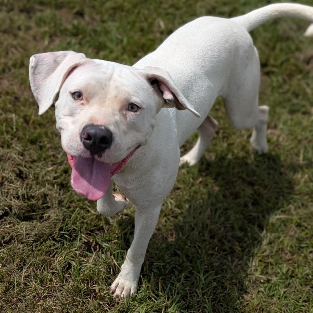 Enlarge Pongo, a Adoptable mixed breed in Tylertown, MS image 1/2