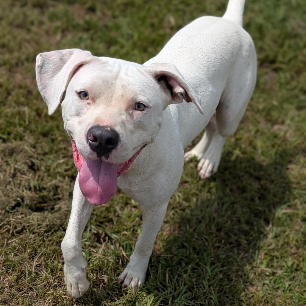 Enlarge Pongo, a Adoptable mixed breed in Tylertown, MS image 2/2