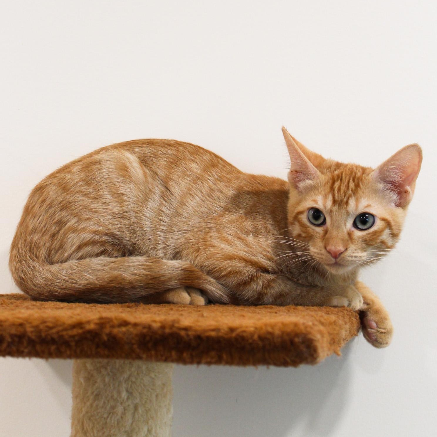 Enlarge Wyatt, a Adoptable Domestic Short Hair in Newport Beach, CA image 1/3